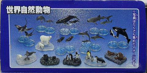 BANDAI 08191 世界自然基金會 世界自然動物 親子家庭系列 海洋編 基本版 座頭鯨 虎鯨 殺人鯨 海狗 海象 海豹 尖吻海豚 南方冠企鵝 皇帝企鵝 海牛 鯨鯊 海獺 魔鬼魚 北極熊 盒蛋套裝 WORLD WIDE FUND FOR NATURE WORLD NATURAL ANIMALS PARENT-CHILD FAMILY SERIES OCEAN EDITION BASIC SET (BUY-CW)