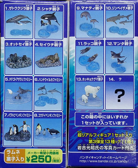 BANDAI 08191 世界自然基金會 世界自然動物 親子家庭系列 海洋編 基本版 座頭鯨 虎鯨 殺人鯨 海狗 海象 海豹 尖吻海豚 南方冠企鵝 皇帝企鵝 海牛 鯨鯊 海獺 魔鬼魚 北極熊 盒蛋套裝 WORLD WIDE FUND FOR NATURE WORLD NATURAL ANIMALS PARENT-CHILD FAMILY SERIES OCEAN EDITION BASIC SET (BUY-CW)