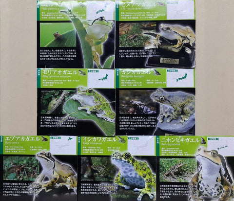 KITAN CLUB 17005 豐平兩生爬蟲類研究所監修 以科技還原大自然的色彩 兩棲類方舟 日本蛙類 日本蟾蜍 石川蛙 蝦夷赤蛙 河鹿蛙 森青蛙 姫雨蛙 日本雨蛙 連隱藏版 東京達摩蛙 扭蛋套裝 NATURE TECHNI COLOUR AMPHIBIAN ARK JAPANESE FROG WITH SECRET SET (BUY-CW) 存