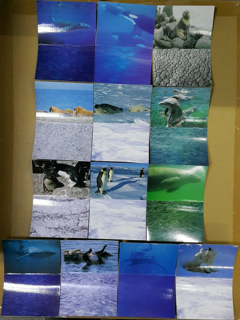 BANDAI 08191 世界自然基金會 世界自然動物 親子家庭系列 海洋編 基本版 座頭鯨 虎鯨 殺人鯨 海狗 海象 海豹 尖吻海豚 南方冠企鵝 皇帝企鵝 海牛 鯨鯊 海獺 魔鬼魚 北極熊 盒蛋套裝 WORLD WIDE FUND FOR NATURE WORLD NATURAL ANIMALS PARENT-CHILD FAMILY SERIES OCEAN EDITION BASIC SET (BUY-CW)