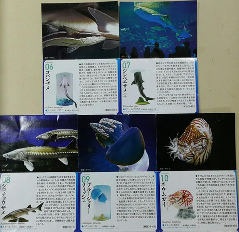 KAIYODO 海洋堂 荒俣宏 日本水族館立體生物圖錄 第二彈 紅腹食人魚 射水魚 稻田魚 皇后神仙 無斑箱魨 吸盤魚 鯨鯊 美國白鱘 彩色水母 珍珠鸚鵡螺 加菲蟹 桂花負蝽 楓葉龜 冠企鵝 海獺 連額外版 企鵝 扭蛋套裝 ARAMATA HIROSHI CAPSULE AQUARIUM SERIES 2 WITH BONUS SET (BUY)