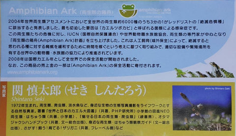 KITAN CLUB 17005 豐平兩生爬蟲類研究所監修 以科技還原大自然的色彩 兩棲類方舟 日本蛙類 日本蟾蜍 石川蛙 蝦夷赤蛙 河鹿蛙 森青蛙 姫雨蛙 日本雨蛙 連隱藏版 東京達摩蛙 扭蛋套裝 NATURE TECHNI COLOUR AMPHIBIAN ARK JAPANESE FROG WITH SECRET SET (BUY-CW) 存