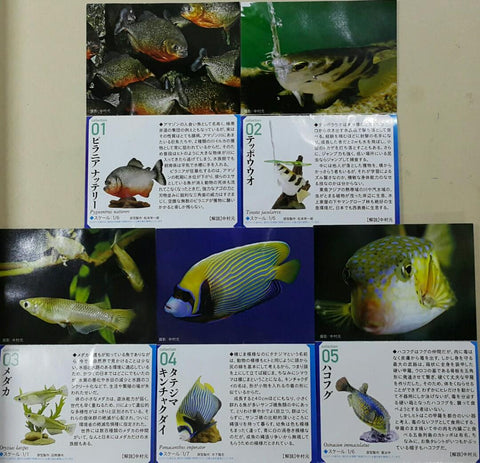 KAIYODO 海洋堂 荒俣宏 日本水族館立體生物圖錄 第二彈 紅腹食人魚 射水魚 稻田魚 皇后神仙 無斑箱魨 吸盤魚 鯨鯊 美國白鱘 彩色水母 珍珠鸚鵡螺 加菲蟹 桂花負蝽 楓葉龜 冠企鵝 海獺 連額外版 企鵝 扭蛋套裝 ARAMATA HIROSHI CAPSULE AQUARIUM SERIES 2 WITH BONUS SET (BUY)