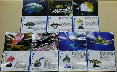 KAIYODO 海洋堂 荒俣宏 日本水族館立體生物圖錄 第一彈 蘇眉魚 小丑砲彈 揚旛蝴蝶魚 側帶花鮨 五彩鰻 翻車魚 沙虎鯊 管海馬 紅尾鯰 巨骨舌魚 普通章魚 長足龍蝦 尖吻海豚 海象 連額外版 企鵝 扭蛋套裝 ARAMATA HIROSHI CAPSULE AQUARIUM SERIES 1 WITH BONUS SET (BUY)