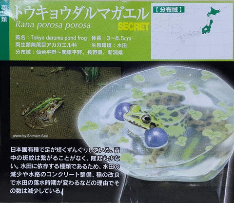 KITAN CLUB 17005 豐平兩生爬蟲類研究所監修 以科技還原大自然的色彩 兩棲類方舟 日本蛙類 日本蟾蜍 石川蛙 蝦夷赤蛙 河鹿蛙 森青蛙 姫雨蛙 日本雨蛙 連隱藏版 東京達摩蛙 扭蛋套裝 NATURE TECHNI COLOUR AMPHIBIAN ARK JAPANESE FROG WITH SECRET SET (BUY-CW) 存