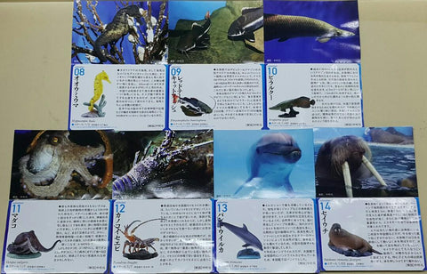 KAIYODO 海洋堂 荒俣宏 日本水族館立體生物圖錄 第一彈 蘇眉魚 小丑砲彈 揚旛蝴蝶魚 側帶花鮨 五彩鰻 翻車魚 沙虎鯊 管海馬 紅尾鯰 巨骨舌魚 普通章魚 長足龍蝦 尖吻海豚 海象 連額外版 企鵝 扭蛋套裝 ARAMATA HIROSHI CAPSULE AQUARIUM SERIES 1 WITH BONUS SET (BUY)