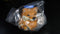 YUJIN 可愛圓狗造形 貴賓犬 傑克羅素㹴 芝娃娃 臘腸犬 八哥 牛頭㹴 柴犬 MANMARU ANIMALS 8種 扭蛋 (BUY-96000)