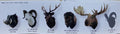 YUJIN 96852 立體扭蛋百科事典 狩獵戰利品 荒漠疣豬 白大角羊 鹿 美洲野牛 麋鹿 連隱藏版 扭蛋套裝 3D CAPSULE ENCYCLOPEDIA HUNTING TROPHY WARTHOG DALL'S SHEEP SHIKA DEER AMERICAN BISON MOOSE WITH SECRET SET (BUY-CW) 存