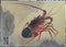 KAIYODO 海洋堂 新江之島水族館立體生物圖錄 2 連展示盒 荒俣宏 ENOSHIMA AQUARIUM 2 WITH DISPLAY BOX (BUY)